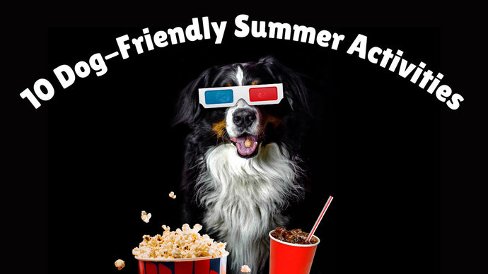 10 Dog-Friendly Summer Activities