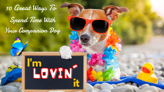 10 Great Ways To Spend Time With Your Companion Dog