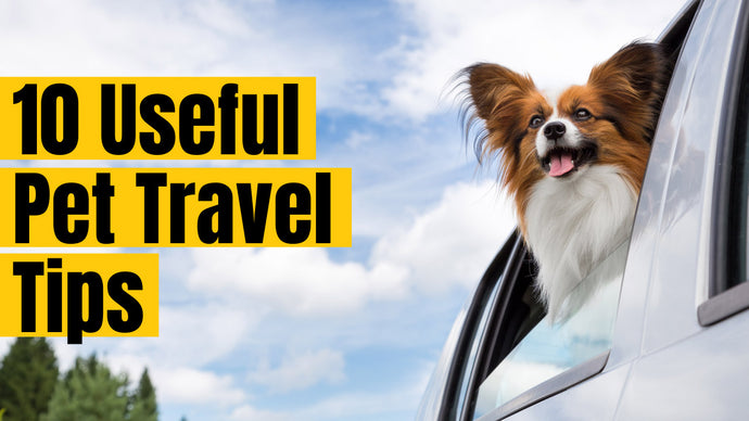10 Useful Pet Travel Tips