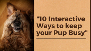 10 Interactive Ways To Keep your Pup Busy