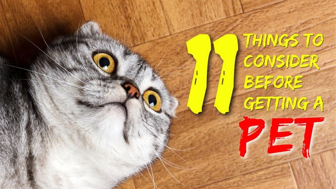 11 Important Things To Consider Before Getting a Pet