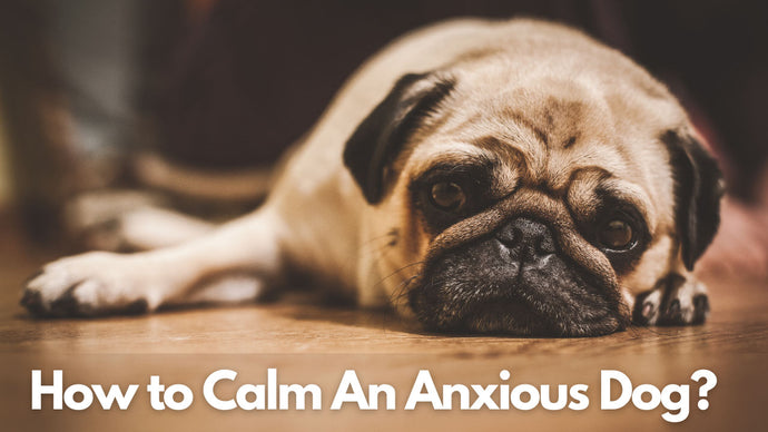 How to Calm an Anxious Dog