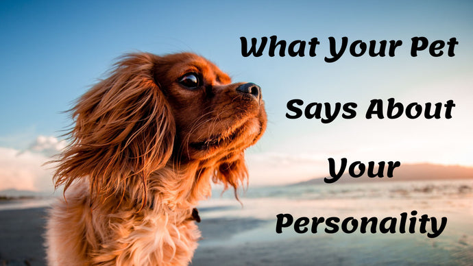 What Your Pet Says About Your Personality