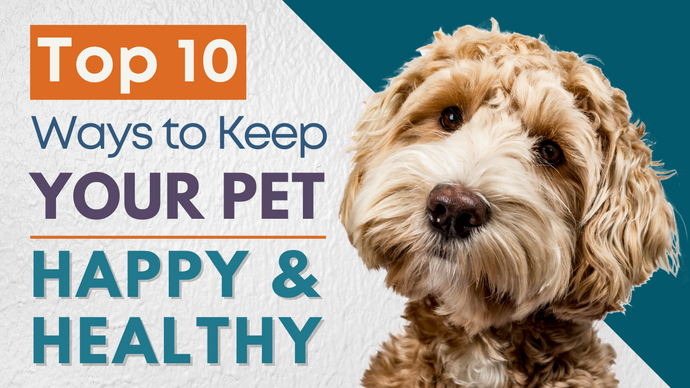 Top 10 Ways to Keep Your Pet Happy and Healthy